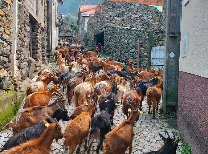 Casa Do Avo Ze 別荘